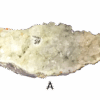 A large apophyllite mineral specimen.