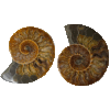 20260208_090149 Large ammonite fossil pair