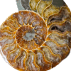 20260208_090157 Large ammonite fossil